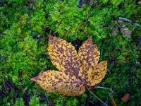 Gesprenkeltes, gelbes Ahornblatt auf Moosteppich